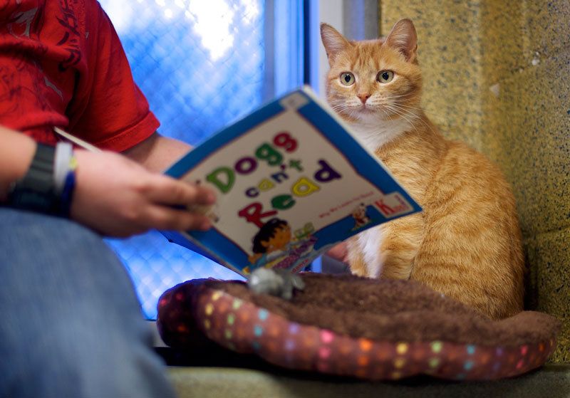 Kids in US reading to cats