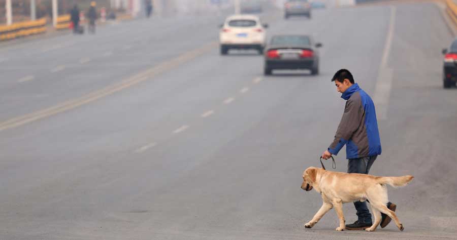 Guide dogs trained in NE China