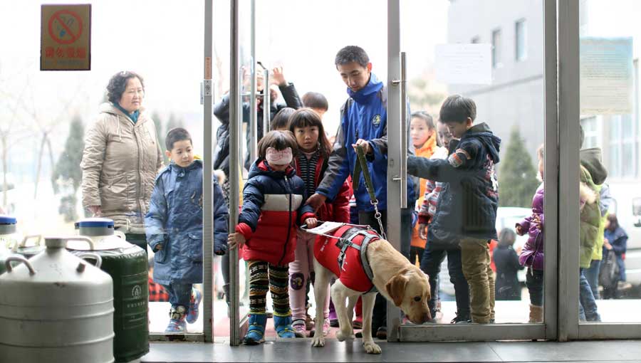 Guide dogs trained in NE China