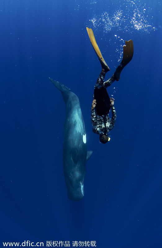 Freediver takes cheeky selfie with sperm whale