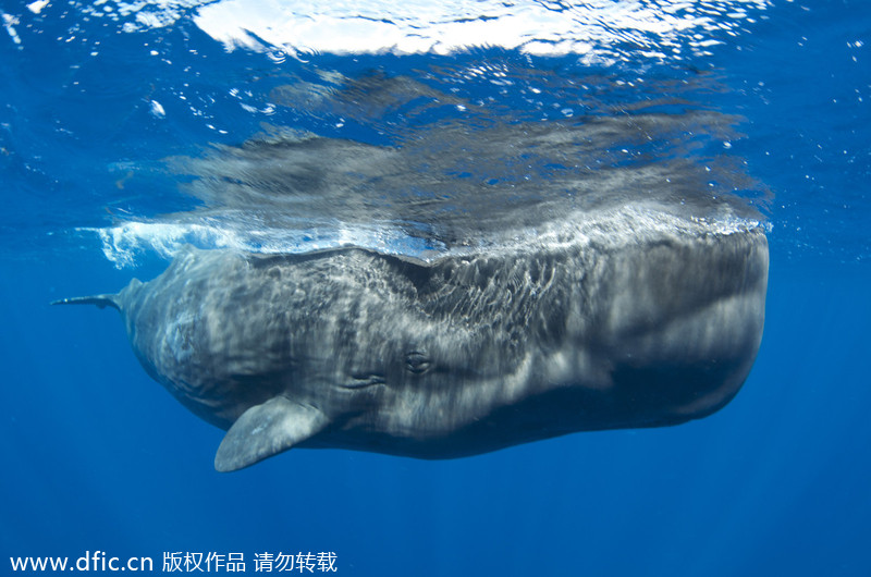 Freediver takes cheeky selfie with sperm whale