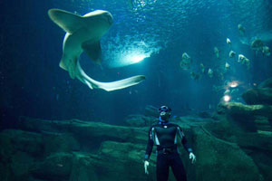 Freediver takes cheeky selfie with sperm whale