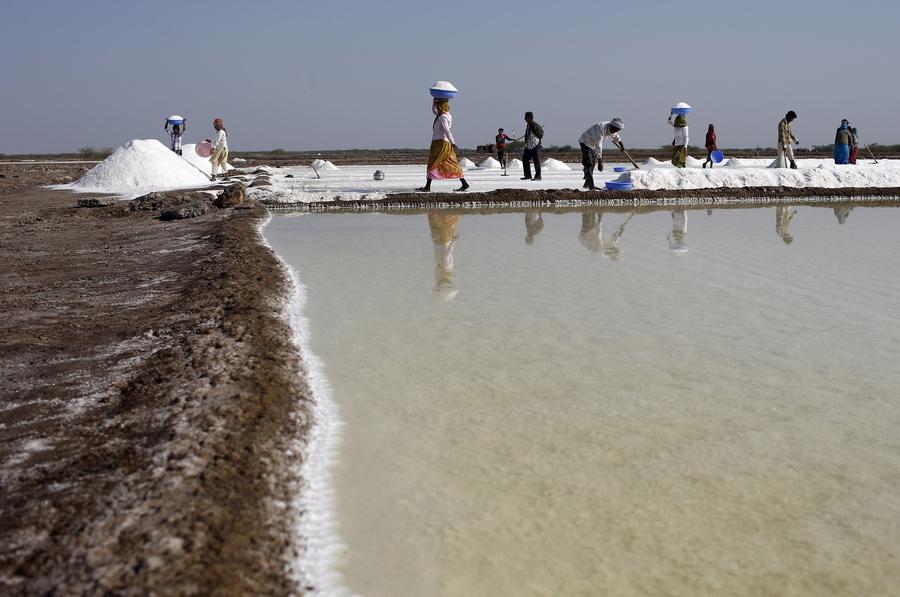 Laborers collect salt at salt pan in the western Indian state of Gujarat