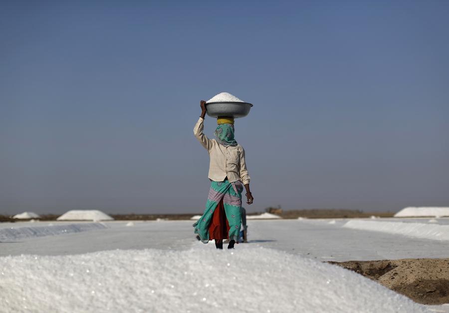 Laborers collect salt at salt pan in the western Indian state of Gujarat