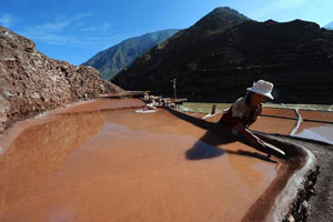 Laborers collect salt at salt pan in the western Indian state of Gujarat