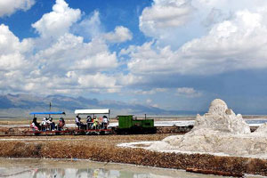 Laborers collect salt at salt pan in the western Indian state of Gujarat