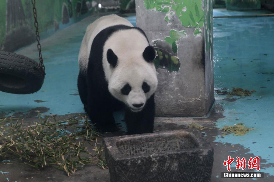 Surviving panda to be taken away