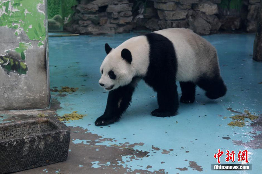 Surviving panda to be taken away