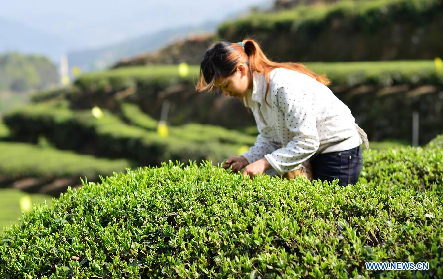 Tea farmers pick spring tea in C China's Hubei