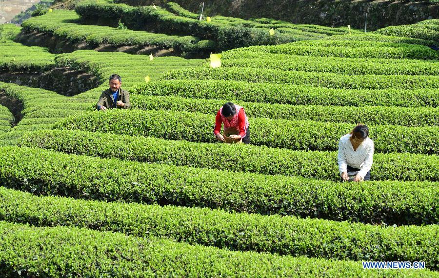 Tea farmers pick spring tea in C China's Hubei