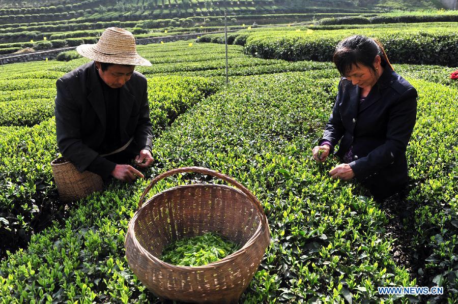 Tea farmers pick spring tea in C China's Hubei