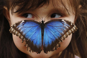 Vandals damage nature reserve after butterfly incident