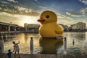 Bare pear results from rubber duck robbery