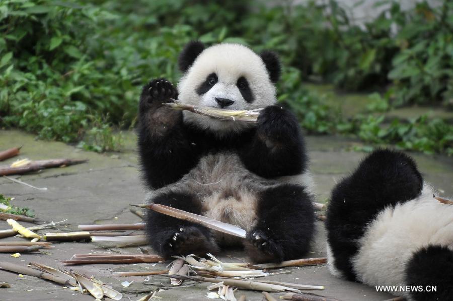 Giant panda cubs have fun at 'kindergarten'