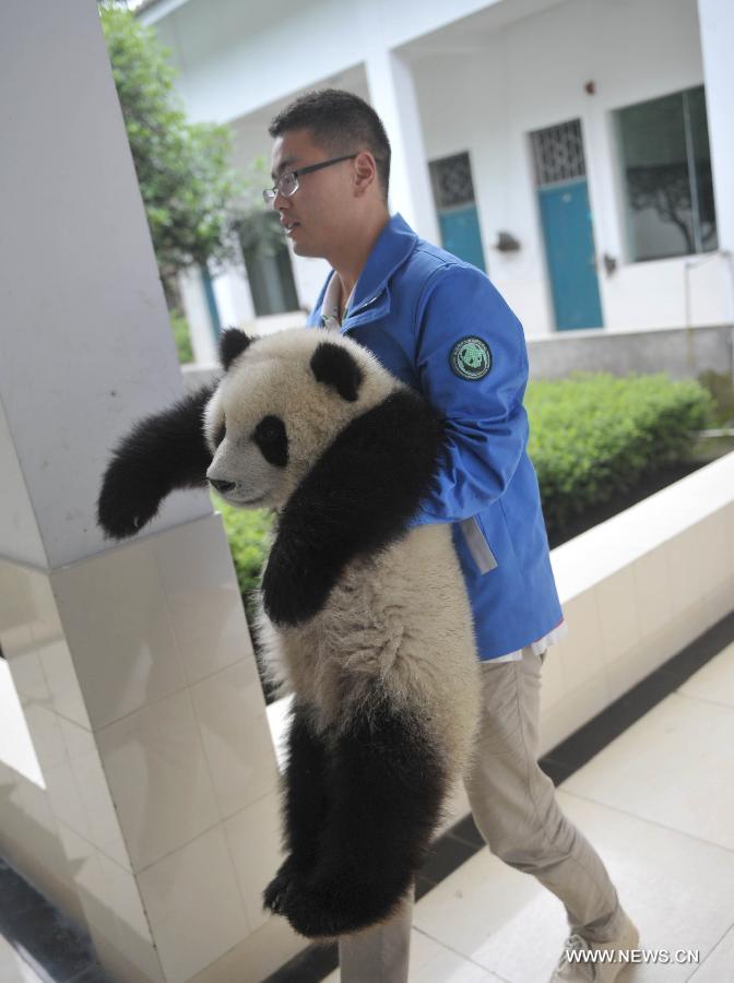 Giant panda cubs have fun at 'kindergarten'