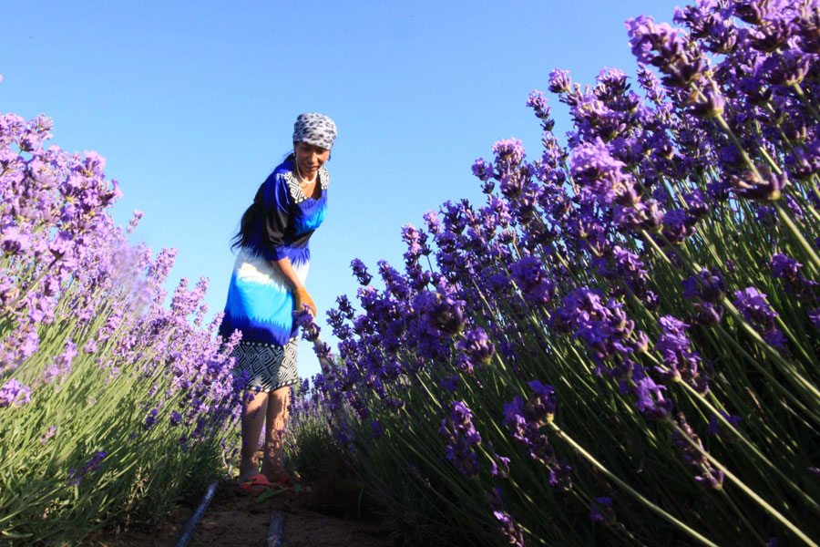 Lavender blooms in Xinjiang