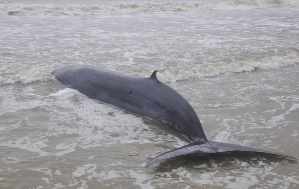 Whale stranded by typhoon is helped back into ocean