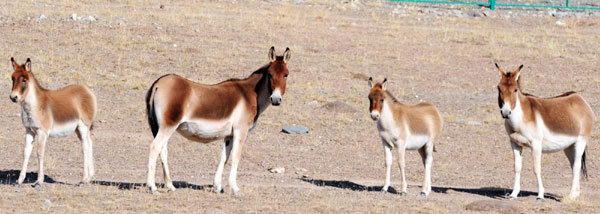 Wild animals thrive in Hoh Xil Nature Reserve