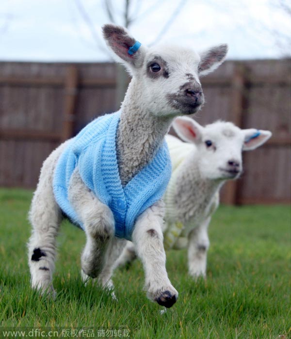 Fashionable animals dress for the weather