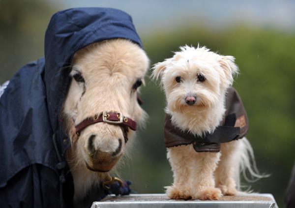 Fashionable animals dress for the weather