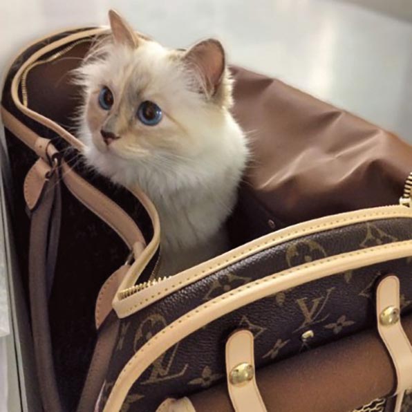 Pet-a-Porter: From Choupette Lagarfeld to Neville Jacobs