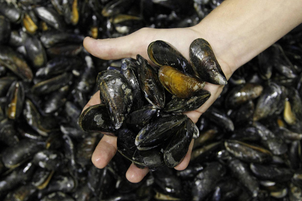 Belgian mussels