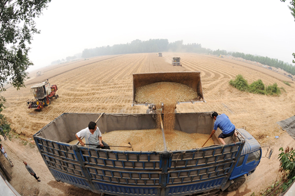 Grain output to exceed 12 bln kg in Shanxi