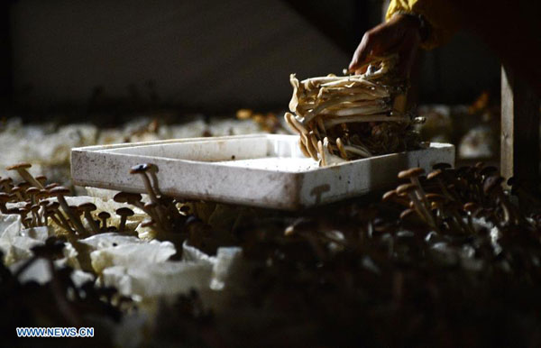 Edible fungi plantation in Dayangzhou town