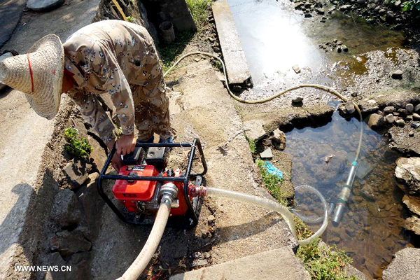 Tea farms wither amid heatwaves in E China