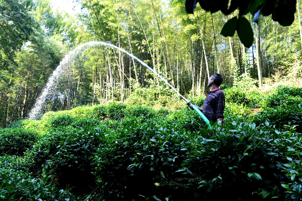 Tea farms wither amid heatwaves in E China