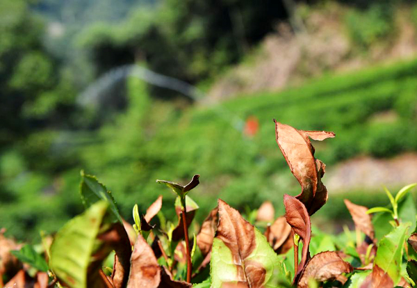 Tea farms wither amid heatwaves in E China