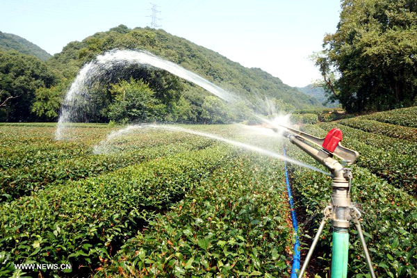 Tea farms wither amid heatwaves in E China