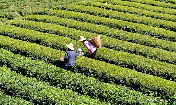 Farmers pick autumn tea in C China