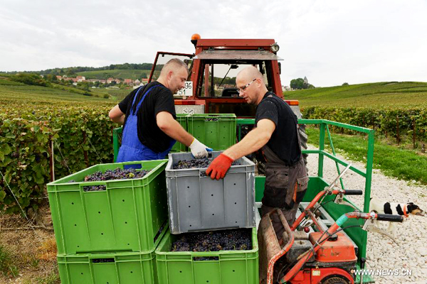 Grape harvest season in France