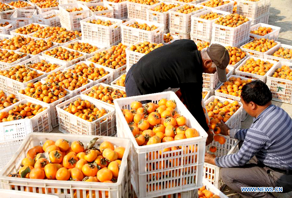 Persimmons in E China enters into harvest season