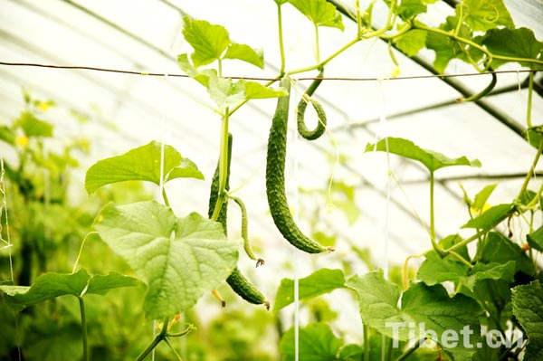 Enjoying a bumper vegetable harvest in Tibet