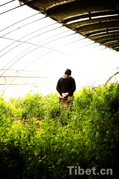 Enjoying a bumper vegetable harvest in Tibet