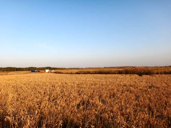 Tilling a field of dreams