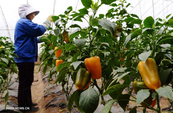 Pollution-free vegetables thrive in north China's Hebei