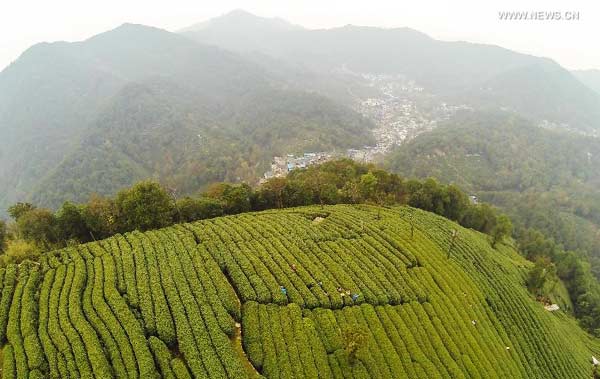 Tea garden in Hangzhou