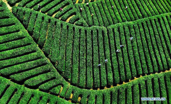 Tea fields in NW China village