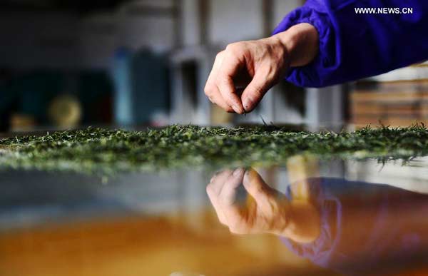 Tea leaves processed at factory in central China