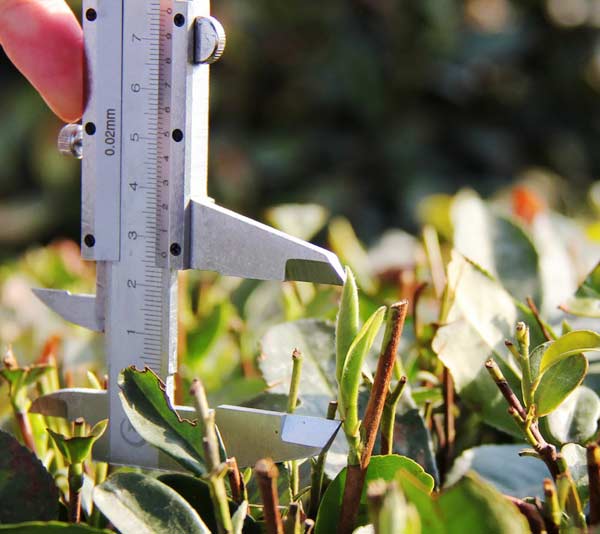 Mingqian tea in north China