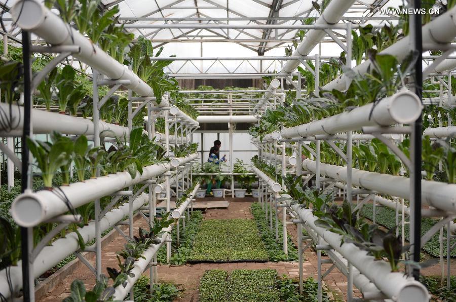 International Vegetable Sci-Tech Fair kicks off