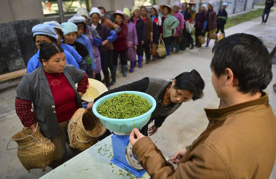 Young laborers shun tea harvesting