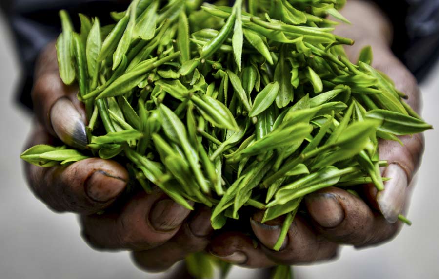 Young laborers shun tea harvesting