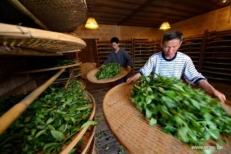 Tea harvest season in Fujian