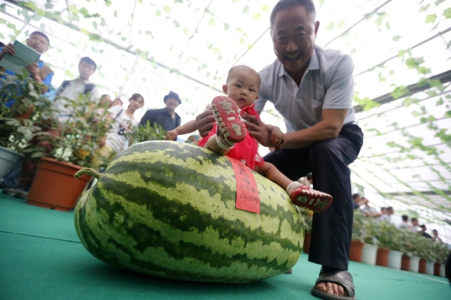 King of watermelons 'steps out'