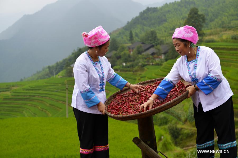 Pepper enters harvest season in Guangxi