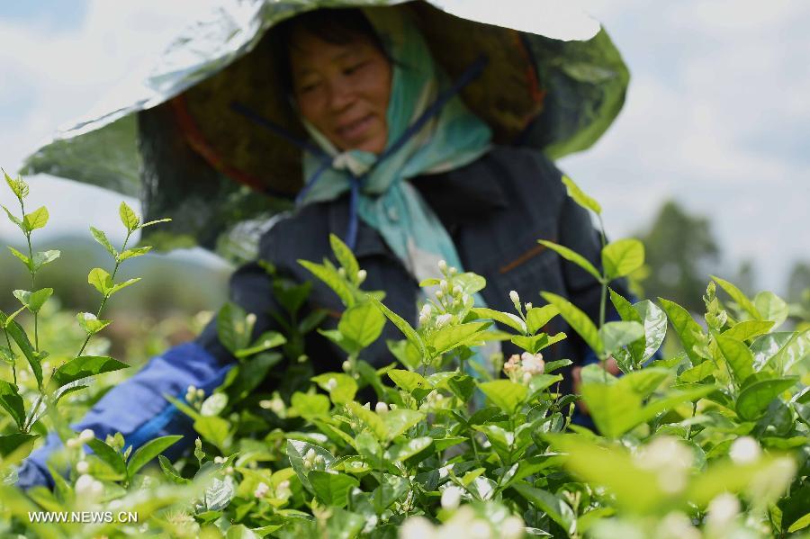 Farmers harvest jasmine flowers in S China's Guangxi